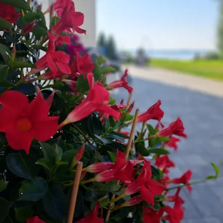 Apartment Solek I Goscinne